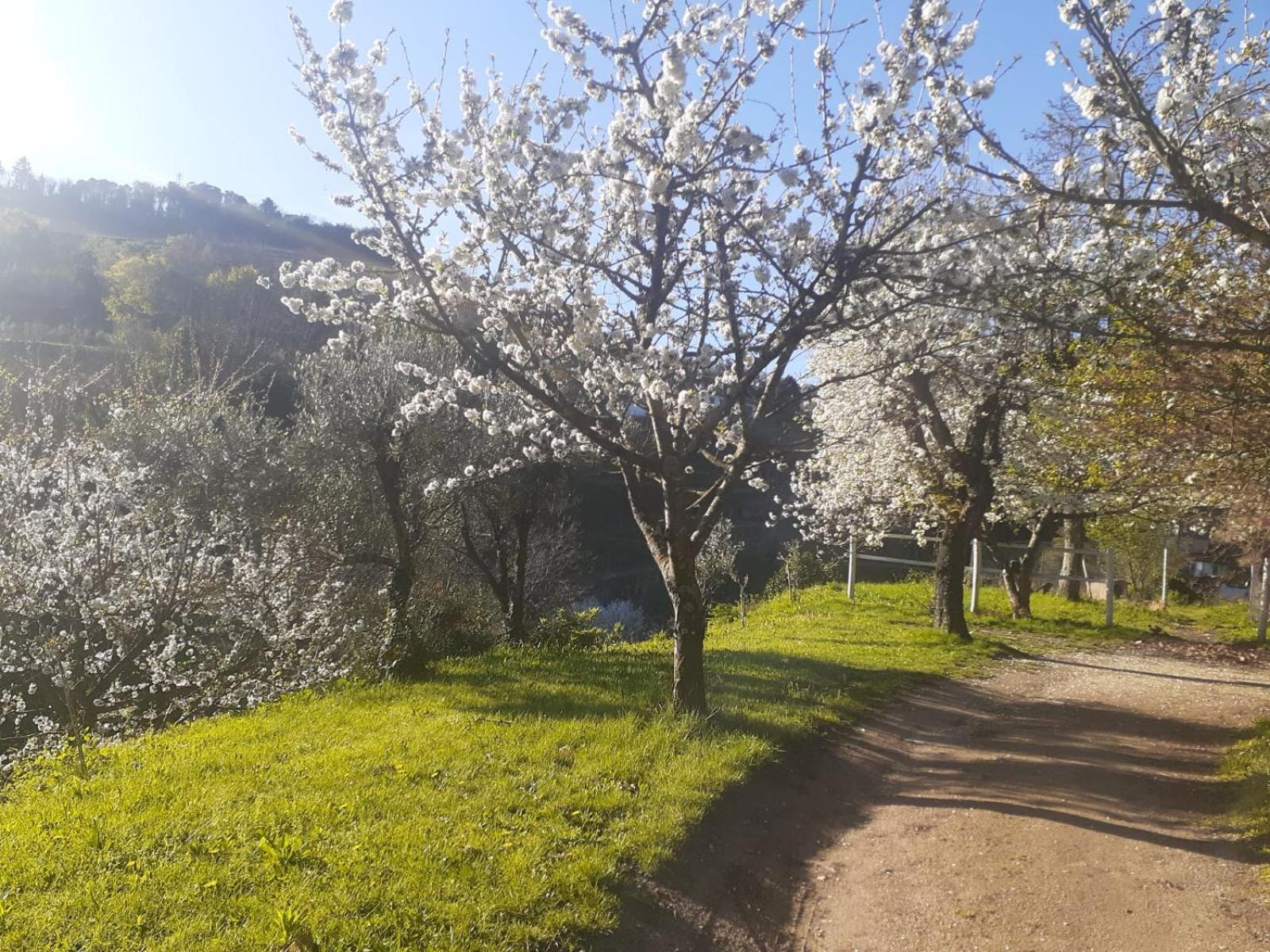 Quinta Dos Carvalhos The Wine House Farm In Center Of Lamego - Capital Of The Douroヴィラ エクステリア 写真