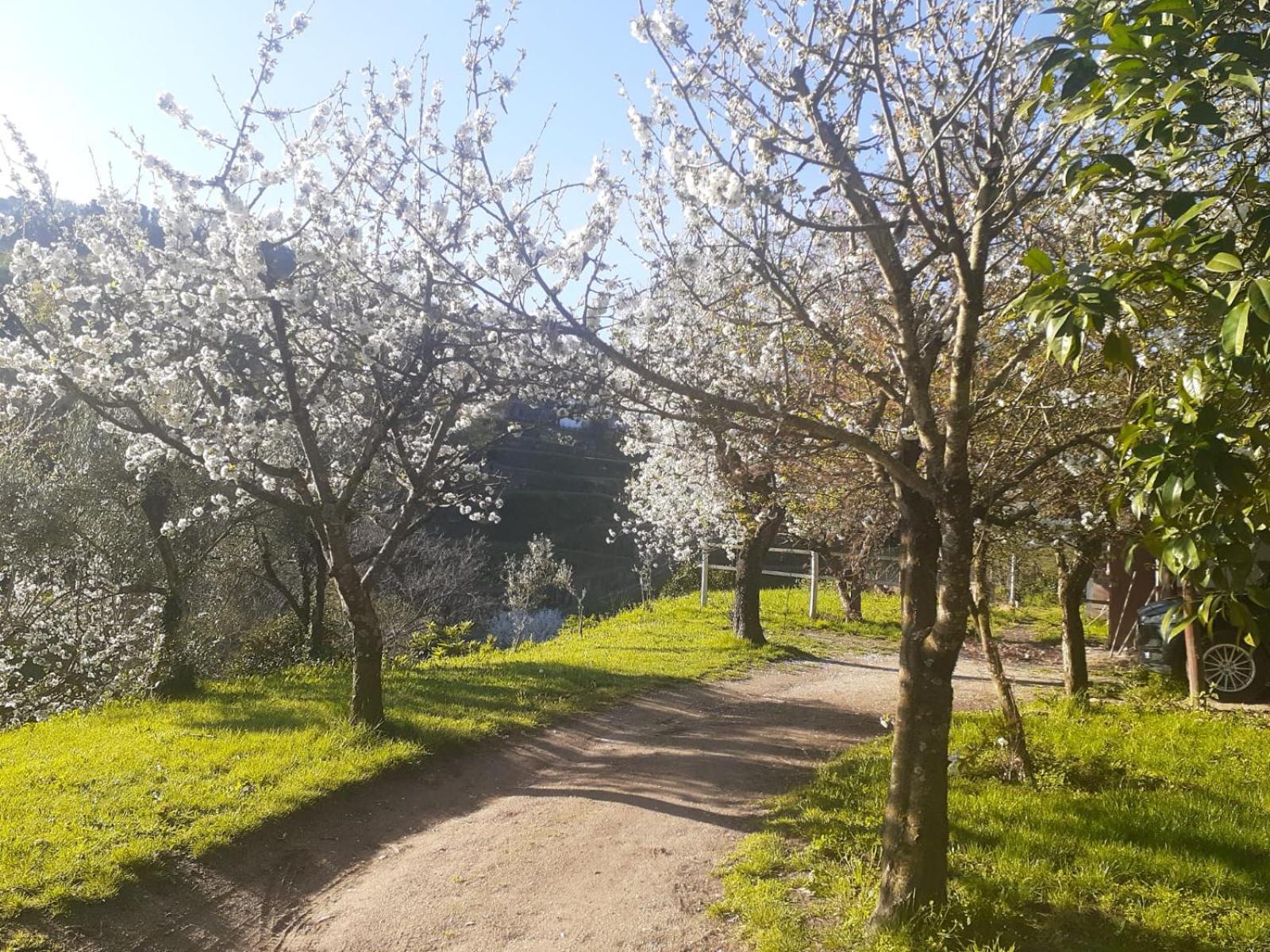 Quinta Dos Carvalhos The Wine House Farm In Center Of Lamego - Capital Of The Douroヴィラ エクステリア 写真